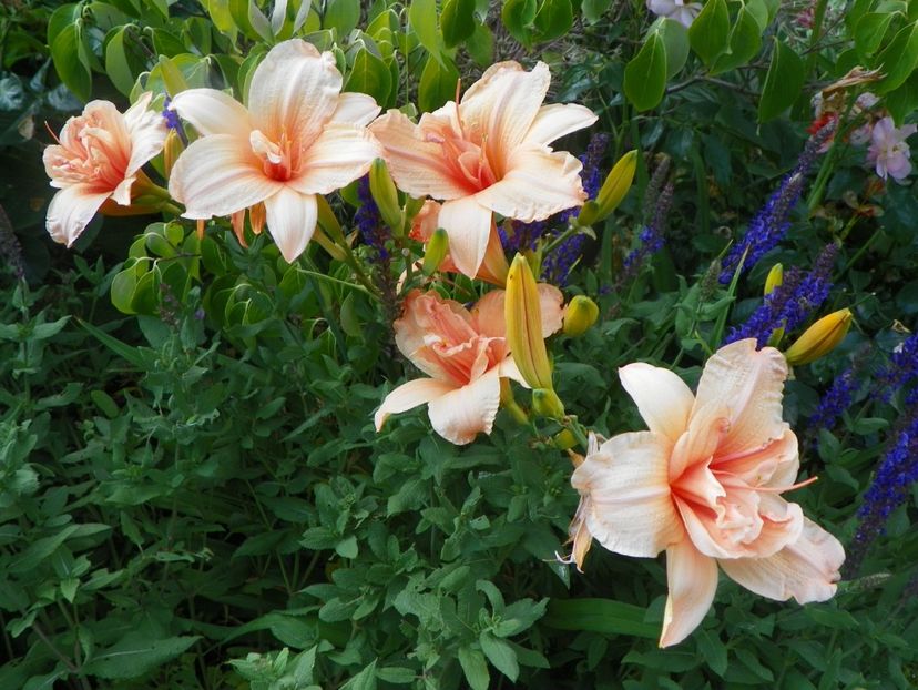Double Dream - Hemerocallis 2017