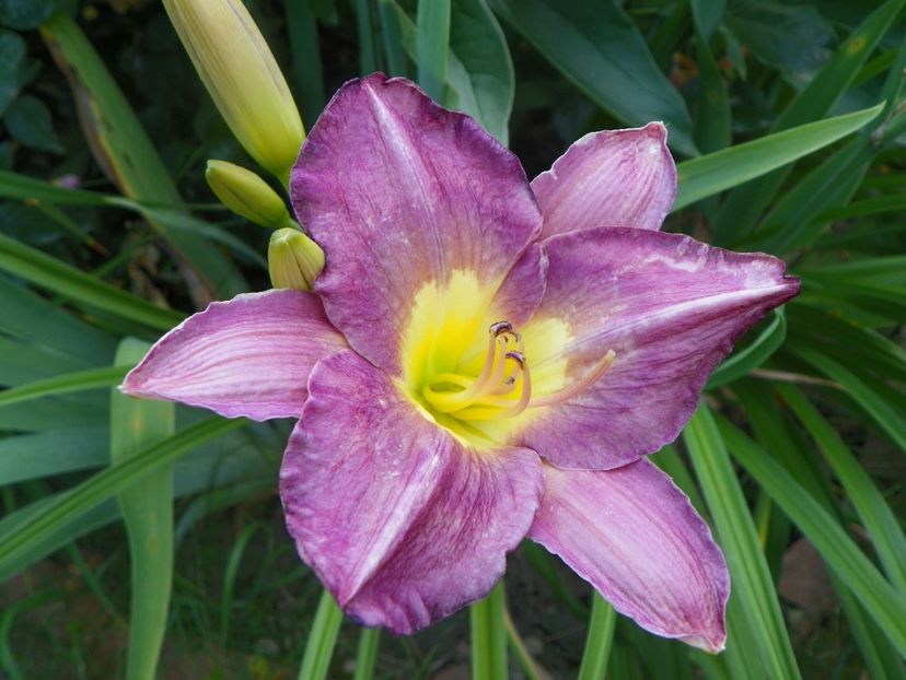 Disraeli - Hemerocallis 2017