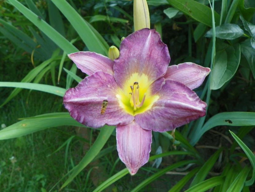 Disraeli - Hemerocallis 2017