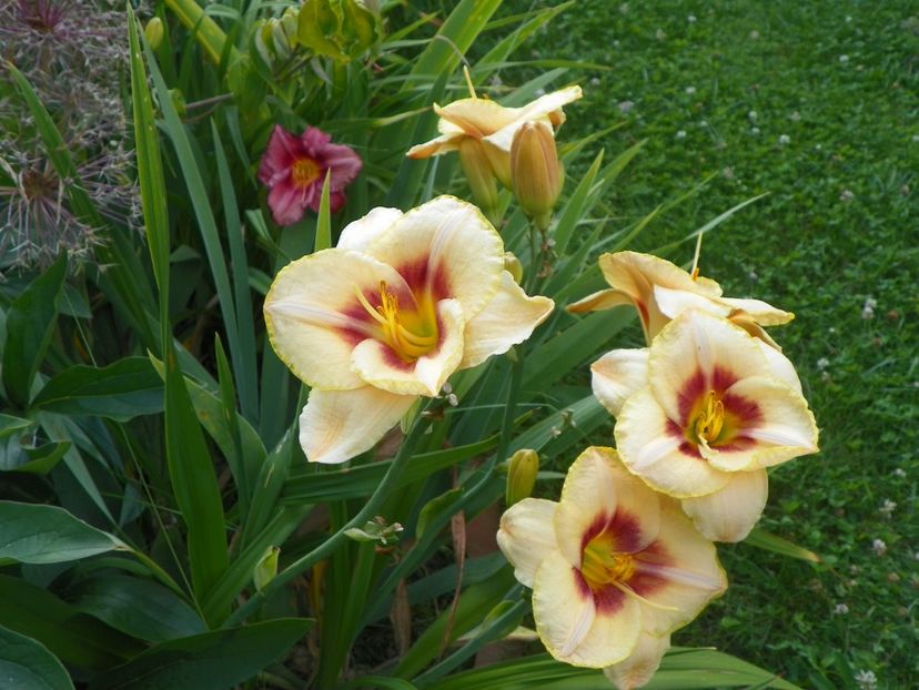 Custard Candy - Hemerocallis 2017