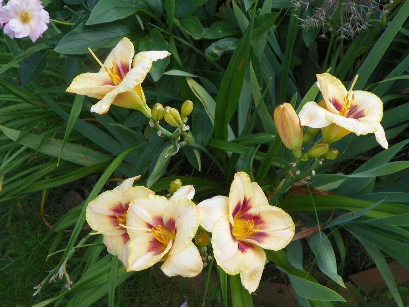 Custard Candy - Hemerocallis 2017