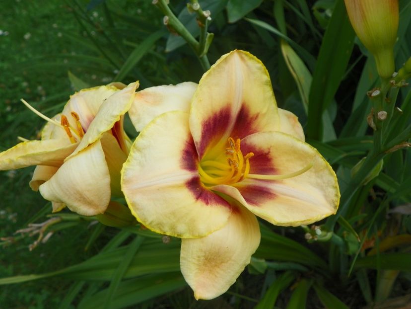 Custard Candy - Hemerocallis 2017