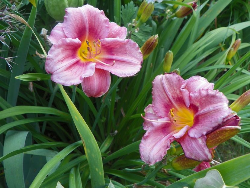 Rosy Returns - Hemerocallis 2017