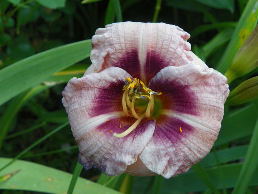 Siloam Merle Kent - Hemerocallis 2017