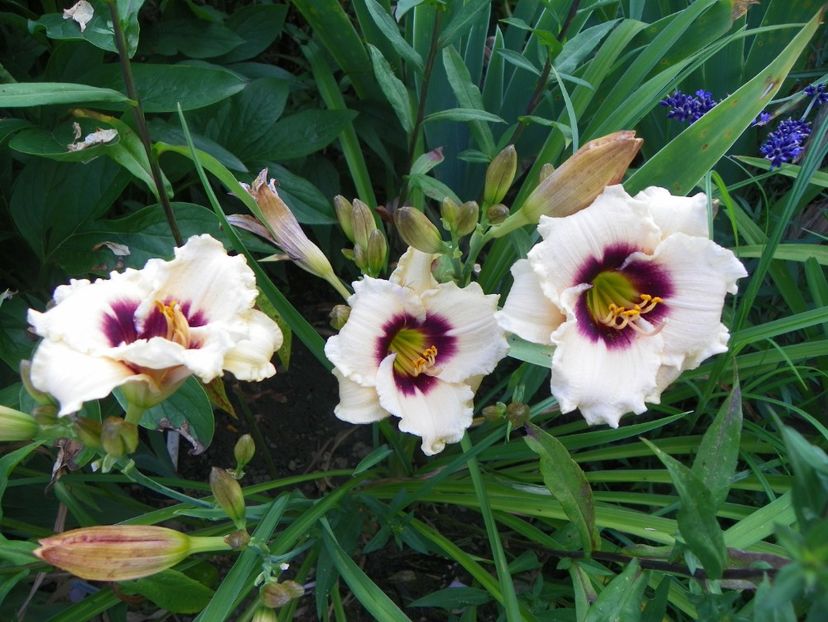 Snowy Eyes - Hemerocallis 2017