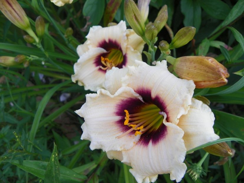 Snowy Eyes - Hemerocallis 2017