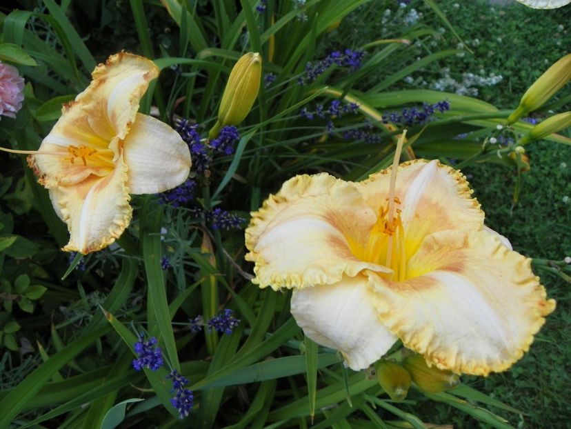 Wisest of Wizards - Hemerocallis 2017