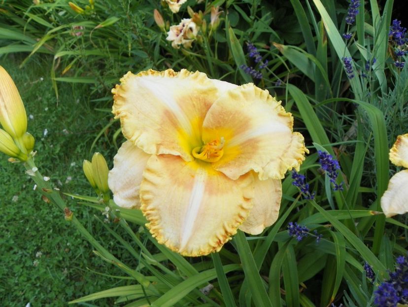 Wisest of Wizards - Hemerocallis 2017