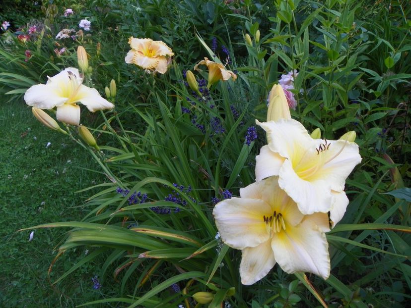 Arctic Snow - Hemerocallis 2017