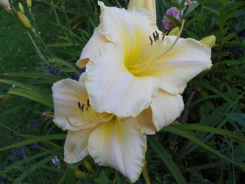 Arctic Snow - Hemerocallis 2017