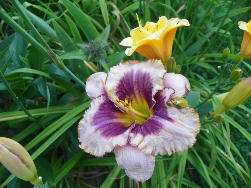 Little Carnation si Daring Deception - Hemerocallis 2017