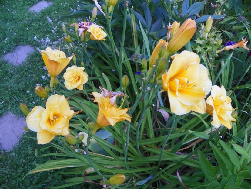 Little Carnation - Hemerocallis 2017