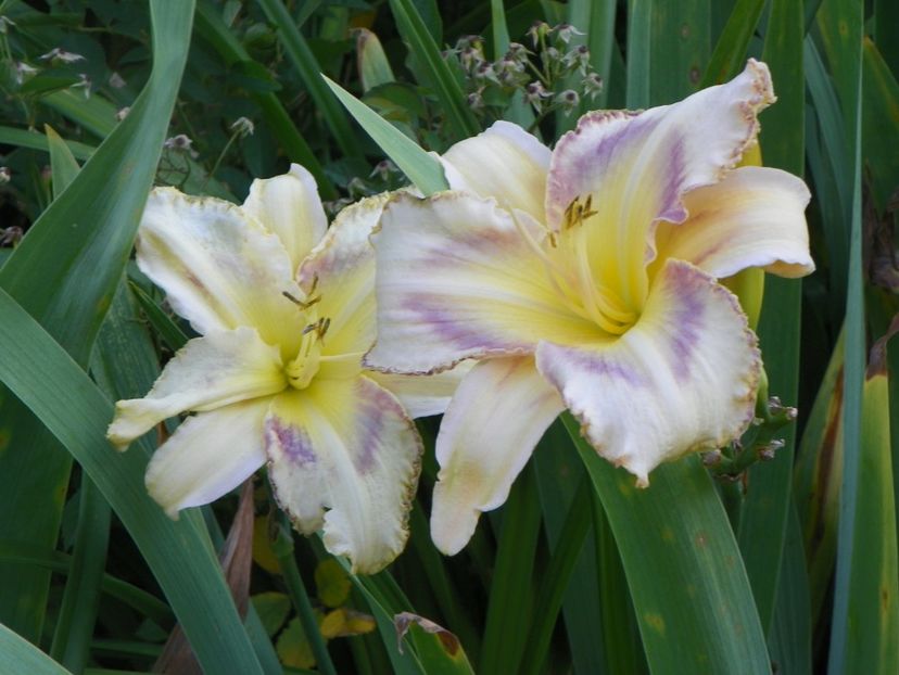 Destined to see - Hemerocallis 2017