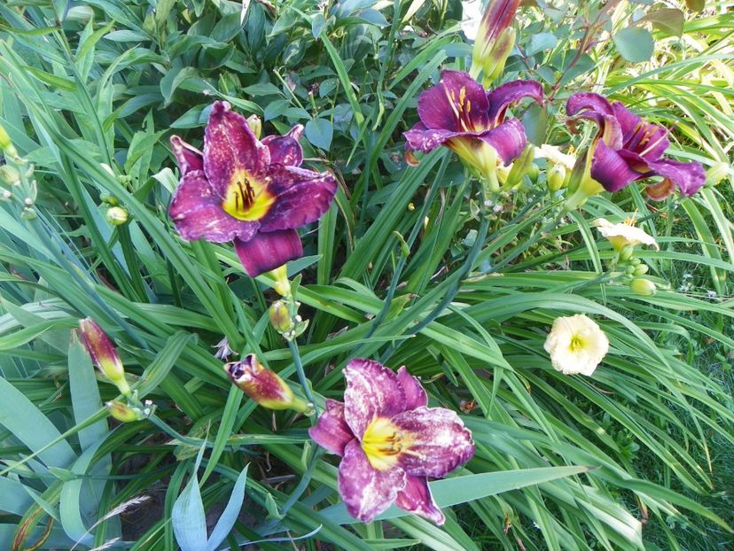 Holy Moses - Hemerocallis 2017