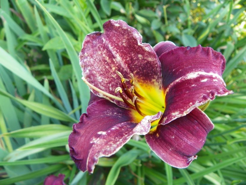 Holy Moses - Hemerocallis 2017