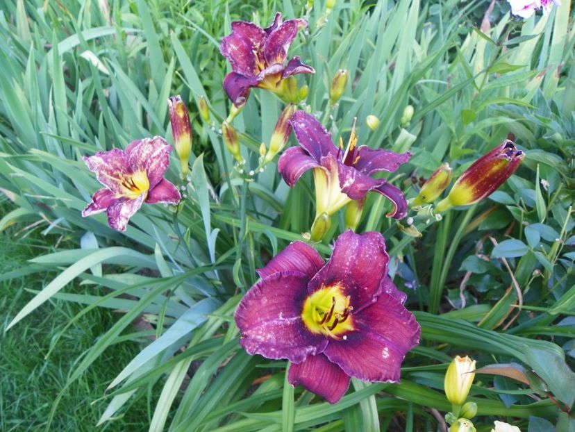 Holy Moses - Hemerocallis 2017