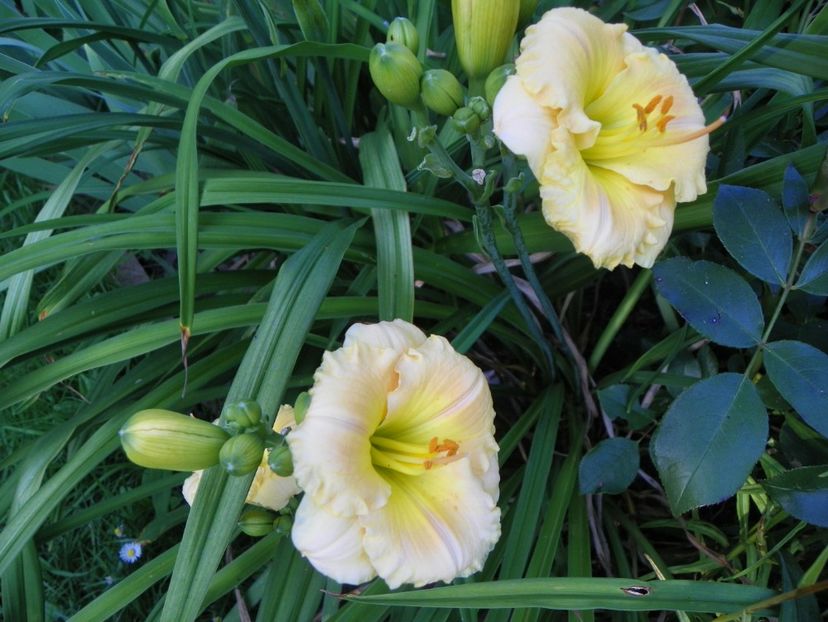 Brookwood Wow - Hemerocallis 2017