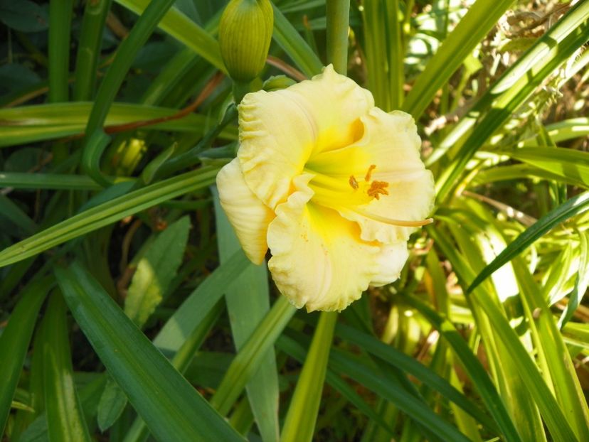 Brookwood Wow - Hemerocallis 2017