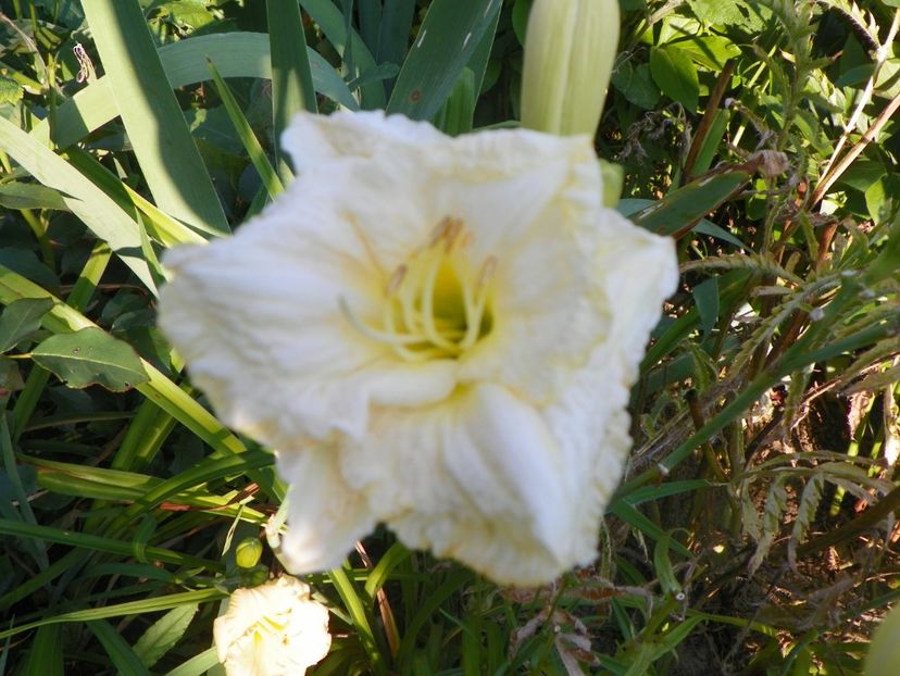 White Crinoline - Hemerocallis 2017