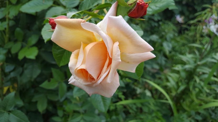  - Tantau - Barock rose