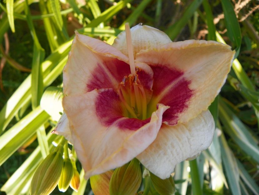 Siloam Gumdrop - Hemerocallis 2017