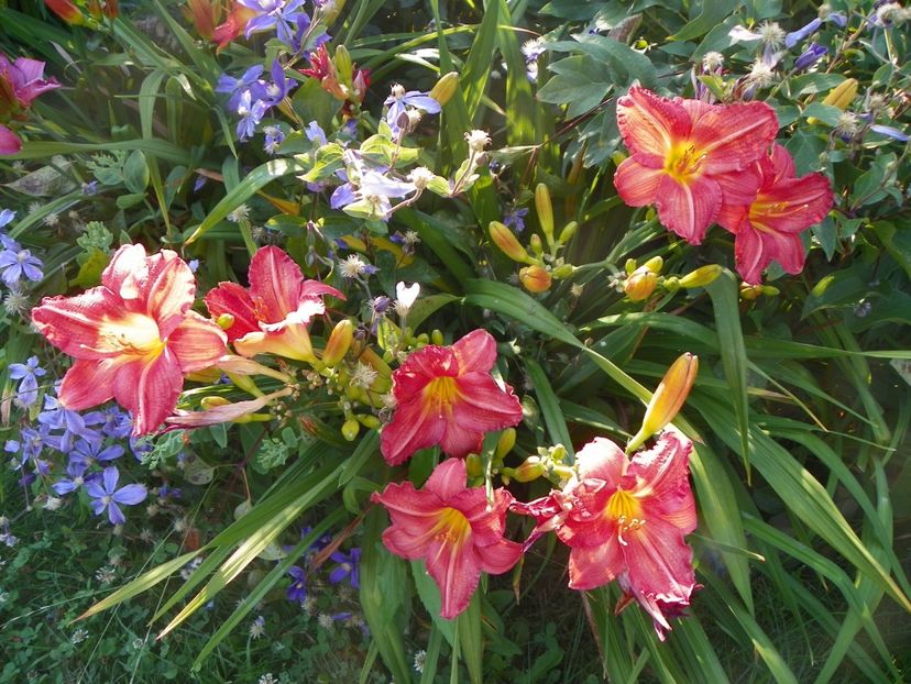 South Seas - Hemerocallis 2017