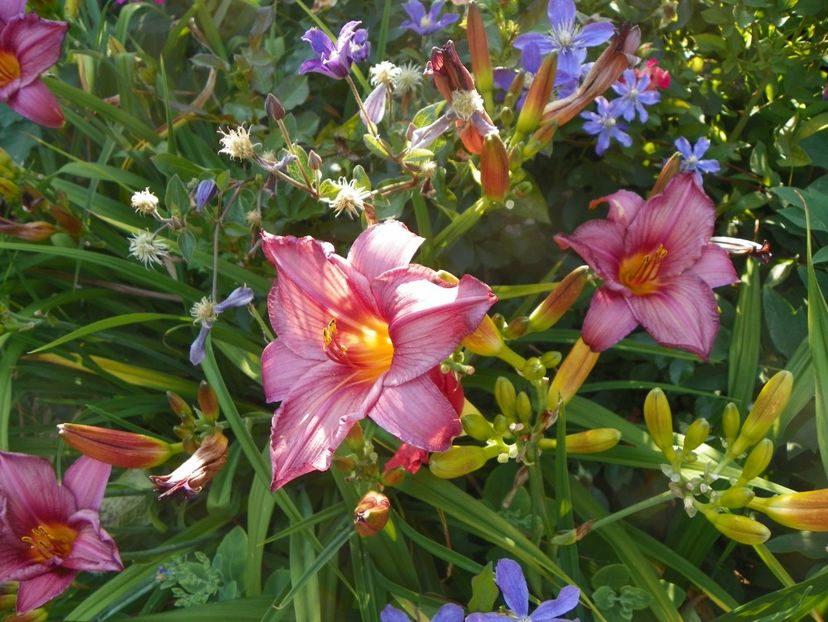 South Seas - Hemerocallis 2017