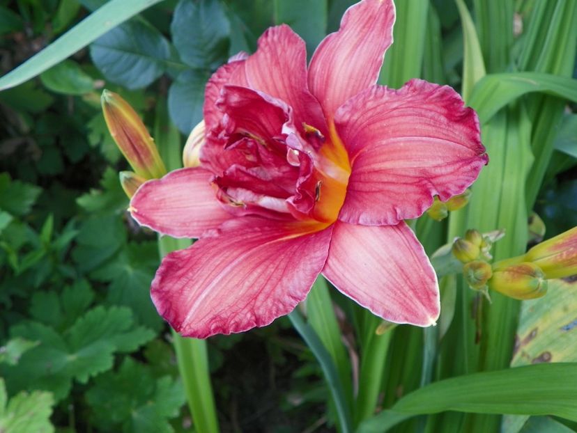 Double Firecracker - Hemerocallis 2017