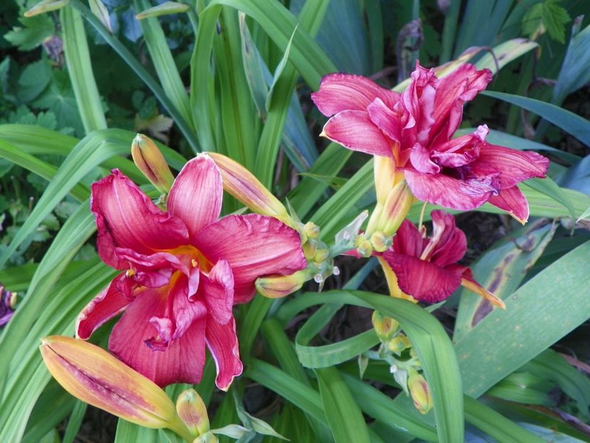 Double Firecracker - Hemerocallis 2017