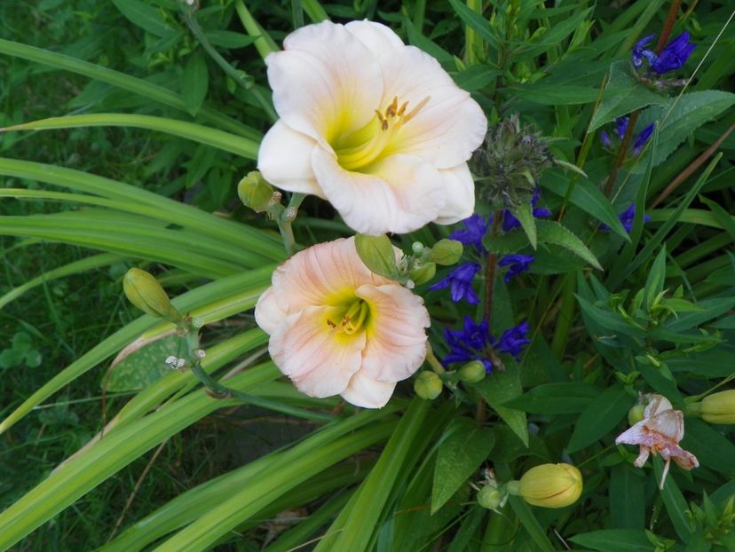 Pink Puff - Hemerocallis 2017