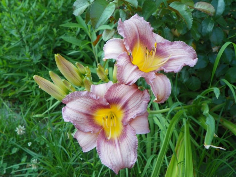 Little Fellow - Hemerocallis 2017