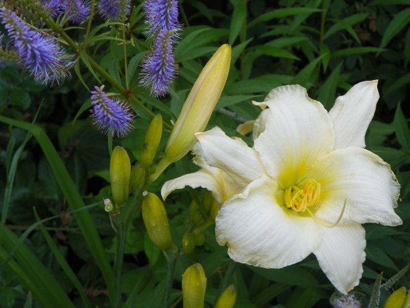 Heidi Edelweiss - Hemerocallis 2017