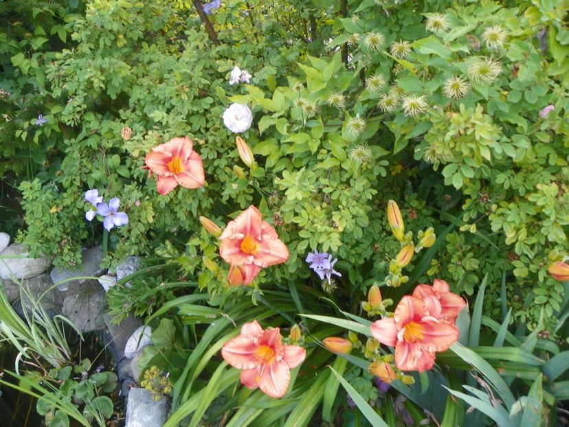 South Seas - Hemerocallis 2017