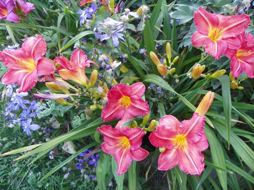 Baltimore Oriole - Hemerocallis 2017