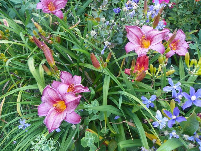 Chicago Royal Robe - Hemerocallis 2017