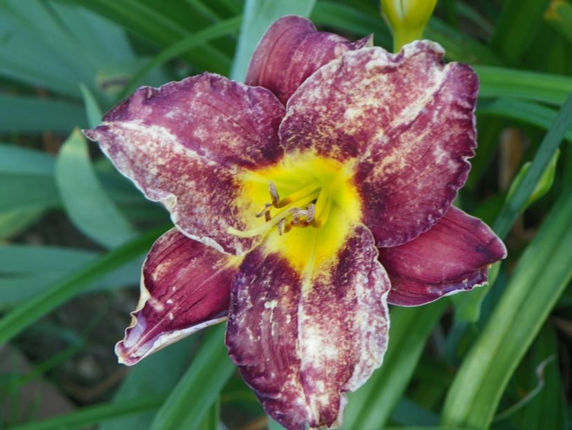 Holy Moses - Hemerocallis 2017