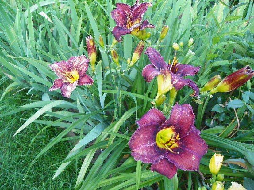 Holy Moses - Hemerocallis 2017