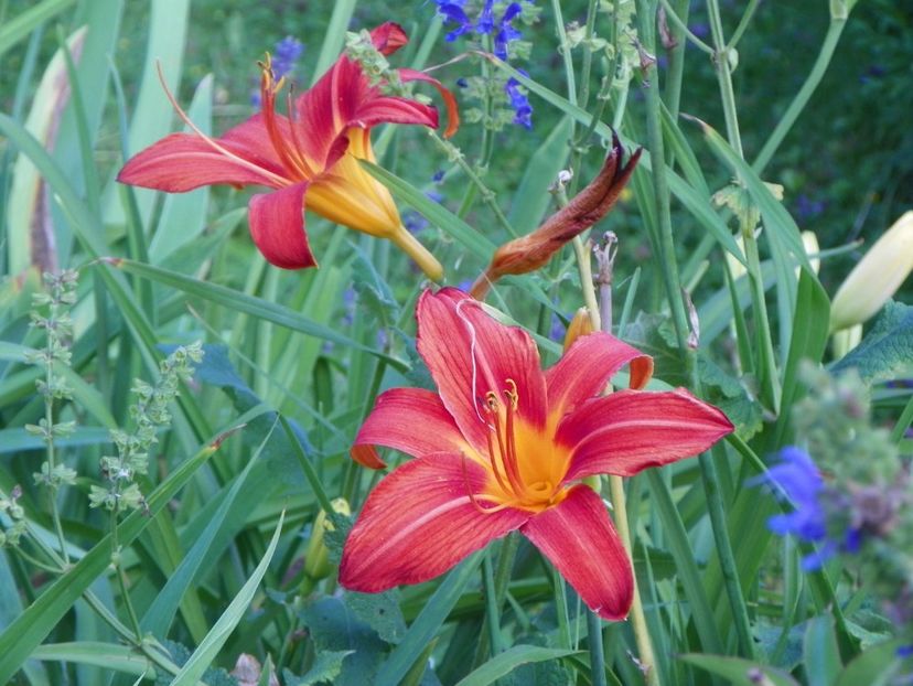 Red Magic - Hemerocallis 2017