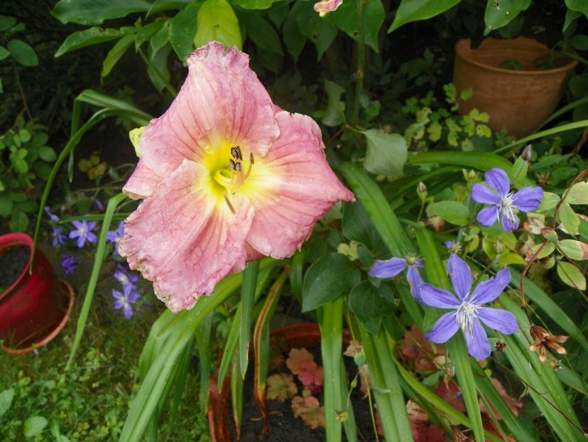 Chardonnay - Hemerocallis 2017