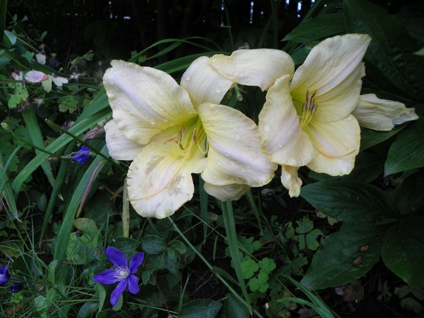 Snowy Apparition - Hemerocallis 2017