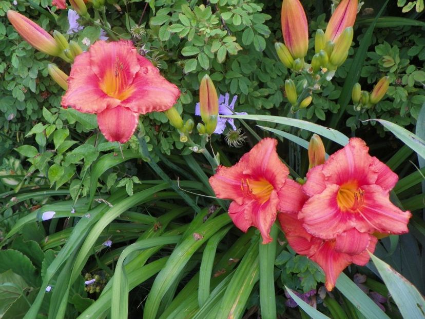 South Seas - Hemerocallis 2017