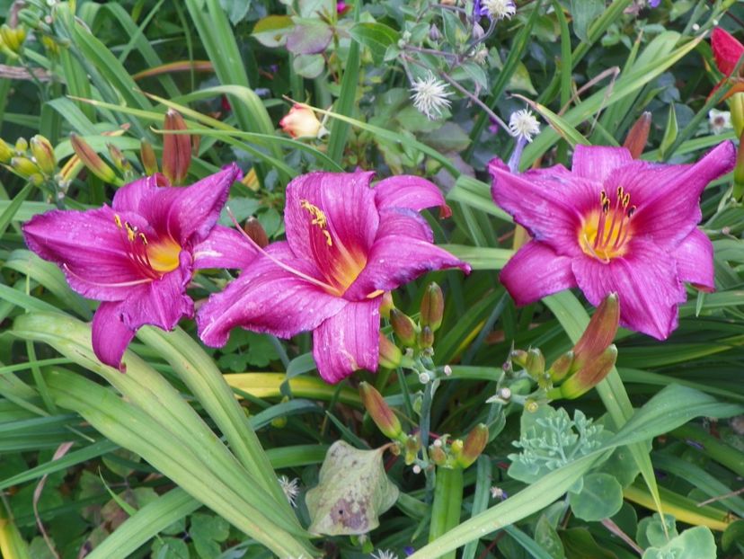 Chicago Royal Robe - Hemerocallis 2017