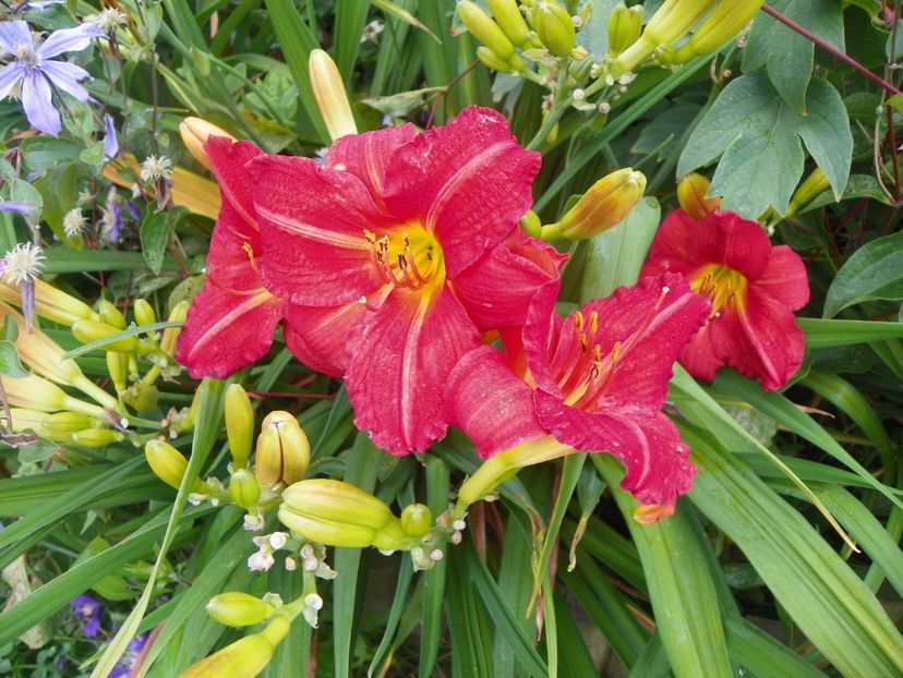 Baltimore Oriole - Hemerocallis 2017