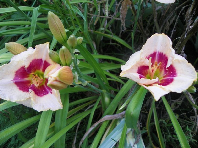 Siloam Gumdrop - Hemerocallis 2017
