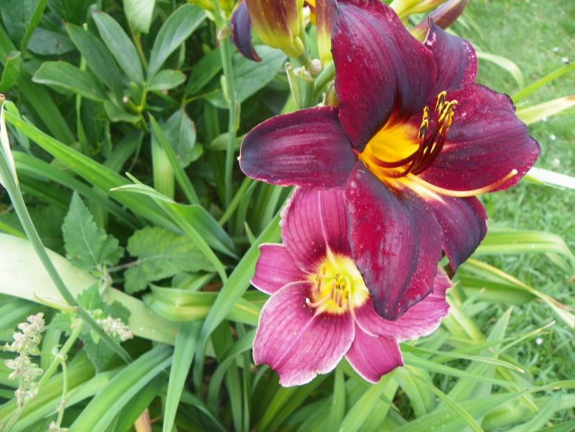 Starling - Hemerocallis 2017