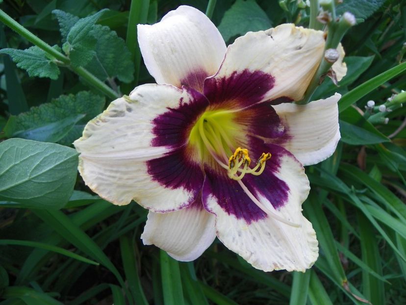 Moonlit Masquerade - Hemerocallis 2017