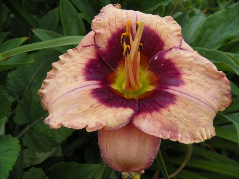 Orchid Candy - Hemerocallis 2017