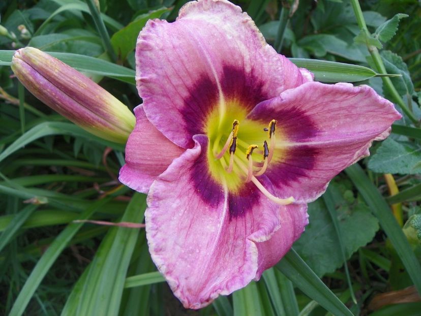 Always Afternoon - Hemerocallis 2017
