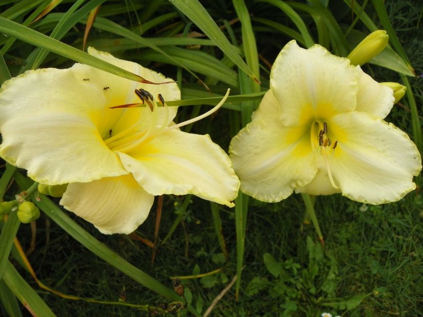 Going Bananas - Hemerocallis 2017