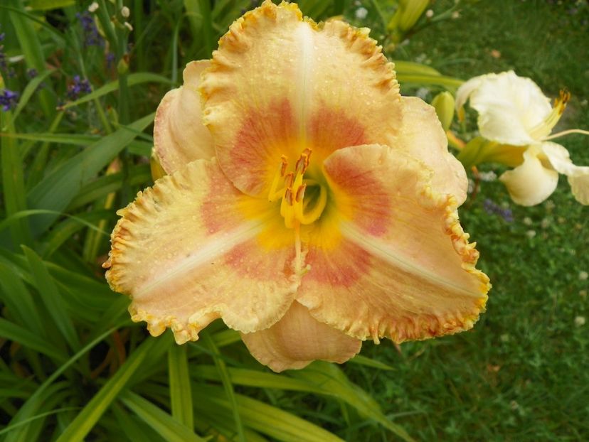 Wisest of Wizards - Hemerocallis 2017